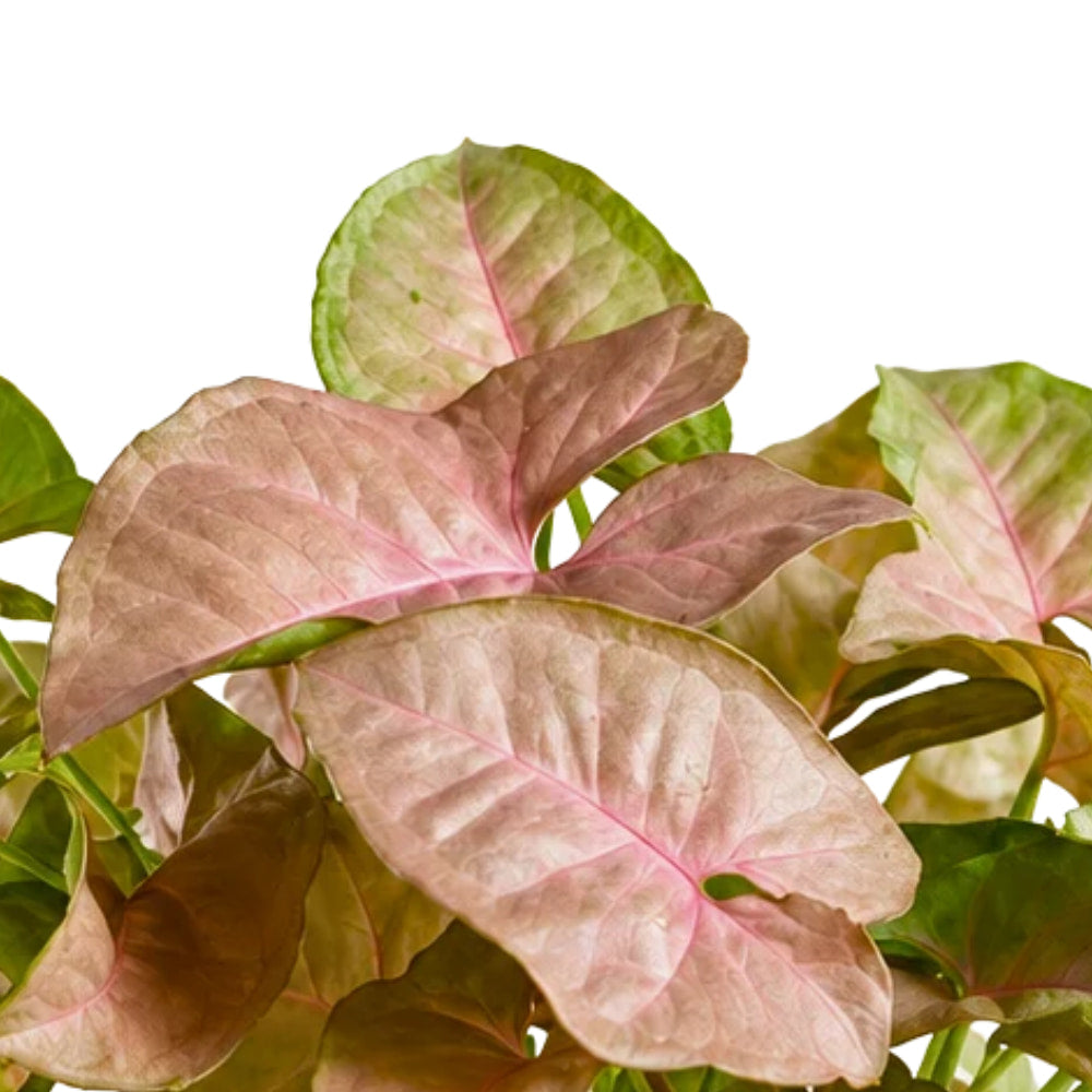Syngonium Pink (Neon Robusta) Live Plant Online – OrganicBazar ...