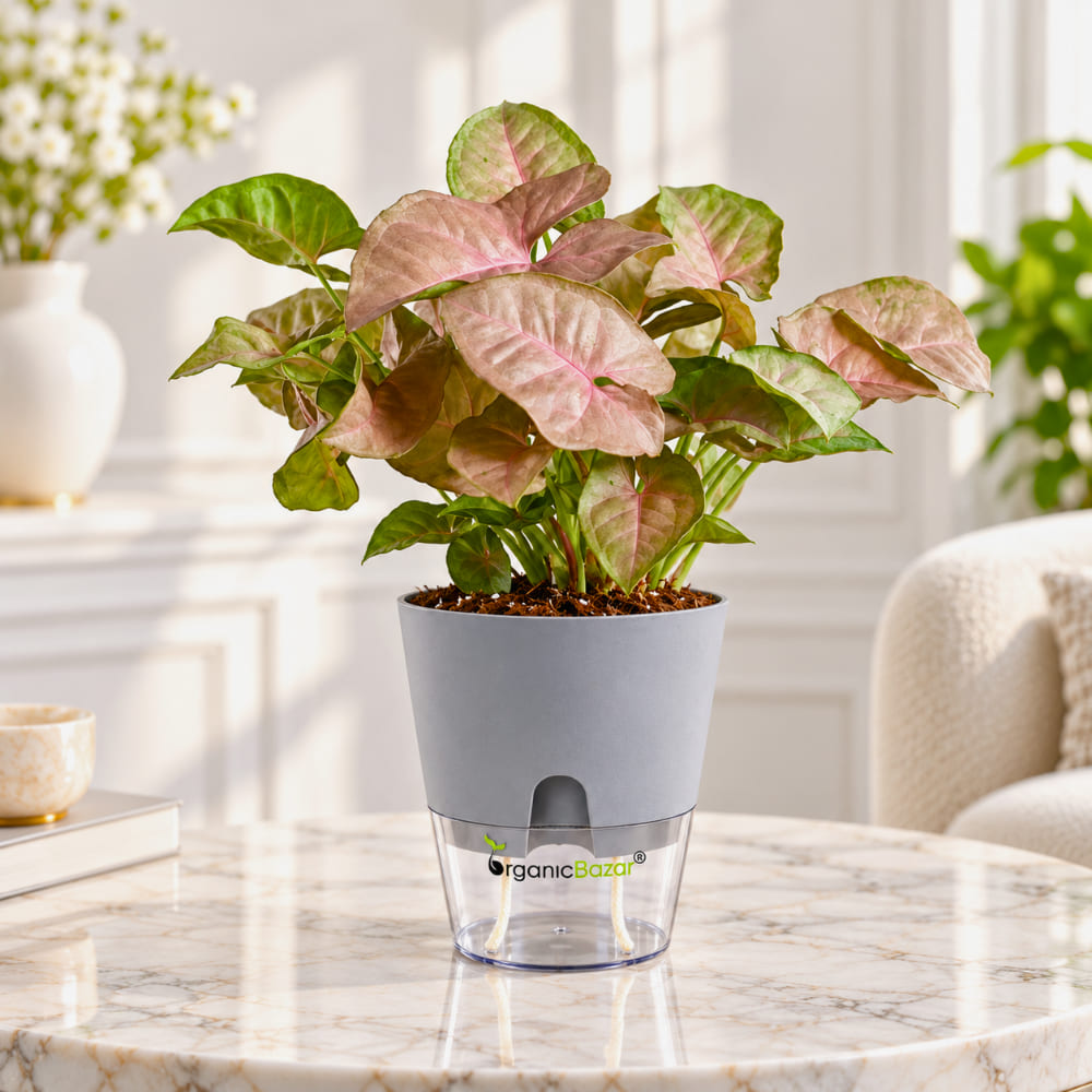 Syngonium Pink (Neon Robusta) Live Plant Online – OrganicBazar ...