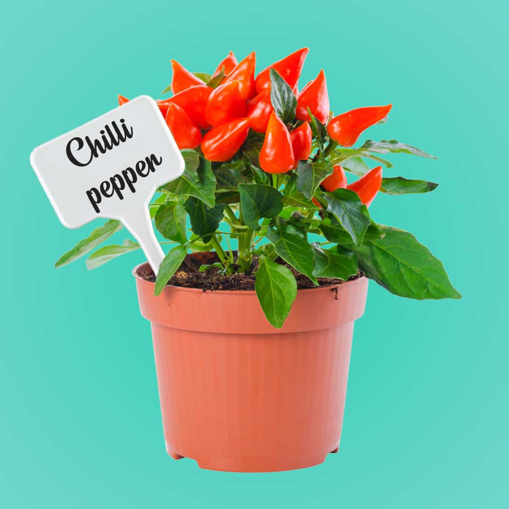 Plastic T Type Plant Tags Markers Nursery Plant Garden Label White