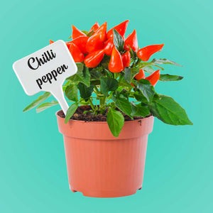 Plastic T Type Plant Tags Markers Nursery Plant Garden Label White