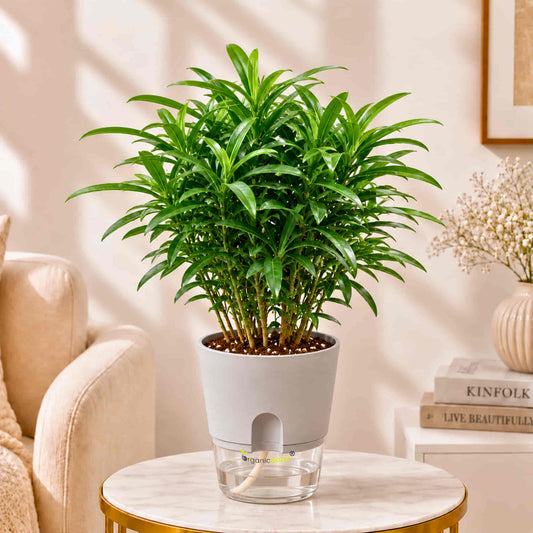 Podocarpus Buddhist Pine Live Plant