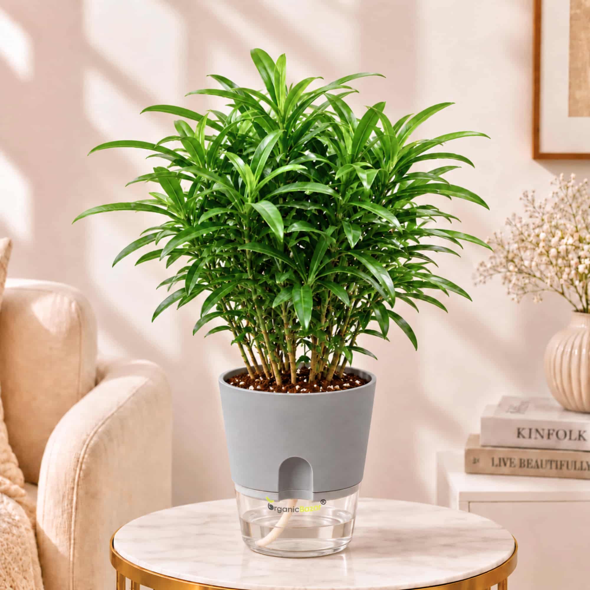 Podocarpus Buddhist Pine Live Plant