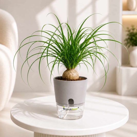Ponytail Palm Nolina Recurvata Live Plant