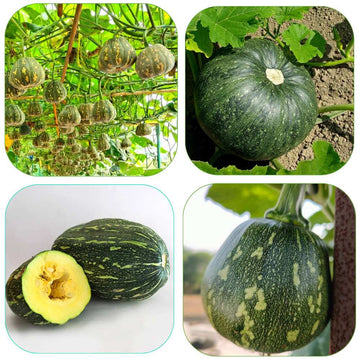 3 Different varieties of Pumpkin Seeds Combo pack