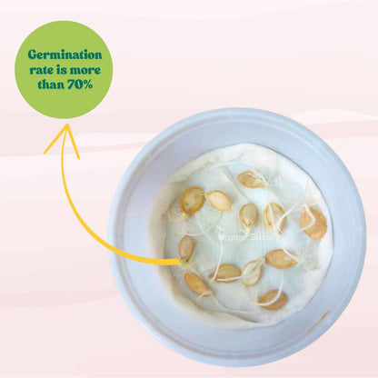 Pumpkin Oval seeds - 12 Seeds (Kaddu/ कद्दू के बीज)  Easy To grow, High Germination, High Yield Kaddu Seeds for Home Gardening