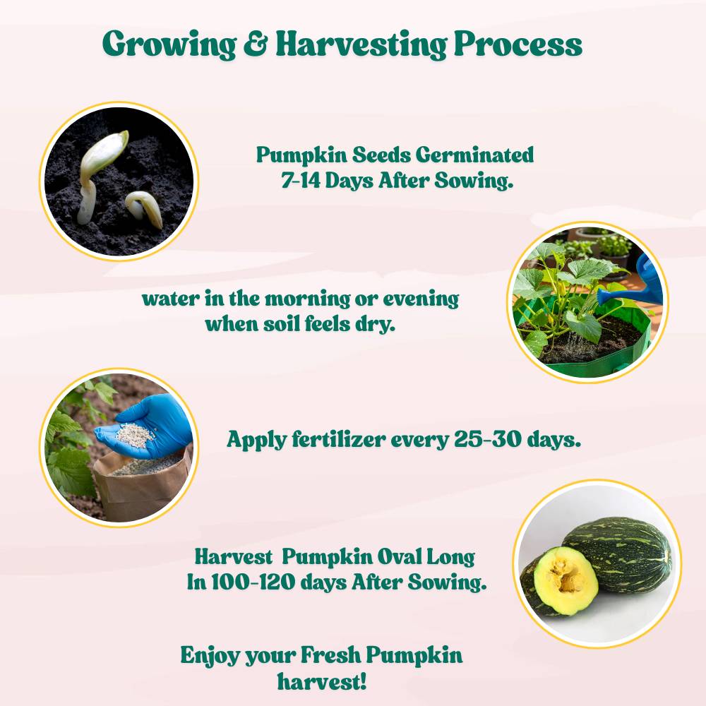 Pumpkin Oval seeds - 12 Seeds (Kaddu/ कद्दू के बीज)  Easy To grow, High Germination, High Yield Kaddu Seeds for Home Gardening