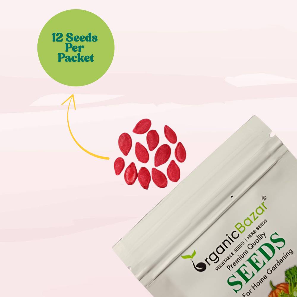 Pumpkin Oval Long (Dholakiya) Seeds (12 Seeds) Easy To grow, High Germination, High Yield Kaddu Seeds for Home Gardening