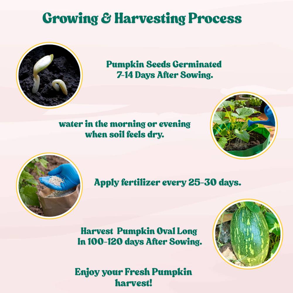 Pumpkin Oval Long (Dholakiya) Seeds (12 Seeds) Easy To grow, High Germination, High Yield Kaddu Seeds for Home Gardening