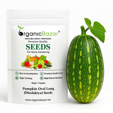 Pumpkin Oval Long (Dholakiya) F1 Hybrid Seeds (12 Seeds) Easy To grow, High Germination, High Yield Kaddu Seeds for Home Gardening
