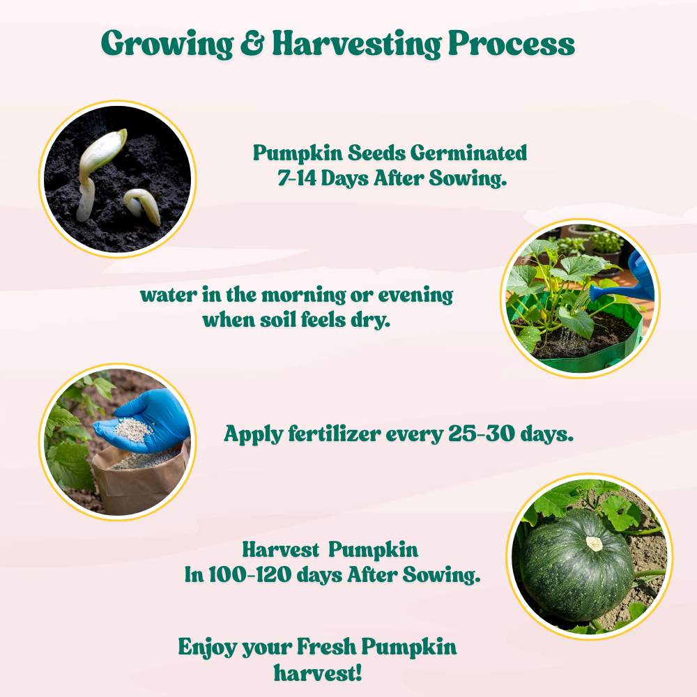 Pumpkin (kaddu) Seeds - 12 Seeds (कद्दू के बीज) Easy To grow, High Germination, High Yield Kaddu Seeds for Home Gardening