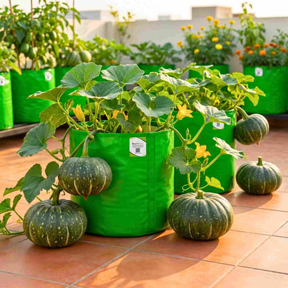 Pumpkin (kaddu) Seeds - 12 Seeds (कद्दू के बीज) Easy To grow, High Germination, High Yield Kaddu Seeds for Home Gardening