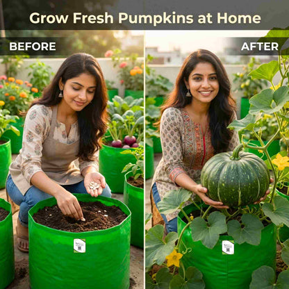 Pumpkin (kaddu) Seeds - 12 Seeds (कद्दू के बीज) Easy To grow, High Germination, High Yield Kaddu Seeds for Home Gardening