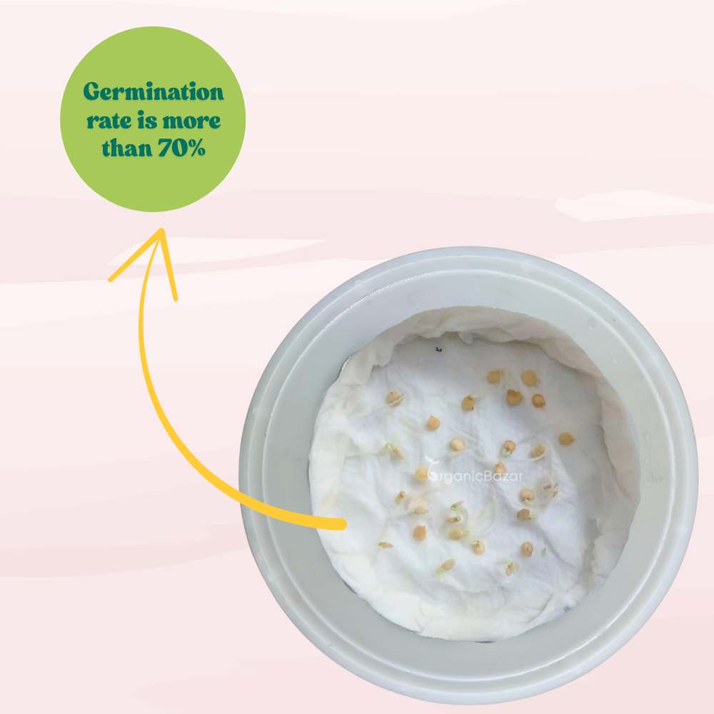 Purple Capsicum (OP) Seeds - 30 Seeds (Bainganee Shimla Mirch/बैंगनी शिमला मिर्च के बीज) High Yield | High Germination | Best for Home Gardens