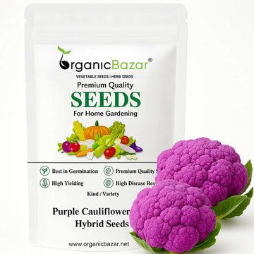 Purple Cauliflower (Bainganee Phool gobhi) Hybrid Seeds - 40 Seeds (बैंगनी फूल गोभी) High Germination /Easy to Grow/Ideal for Terrace/Kitchen Gardening