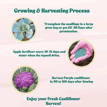 Purple Cauliflower (Bainganee Phool gobhi) Seeds - 40 Seeds (बैंगनी फूल गोभी) High Germination /Easy to Grow/Ideal for Terrace/Kitchen Gardening