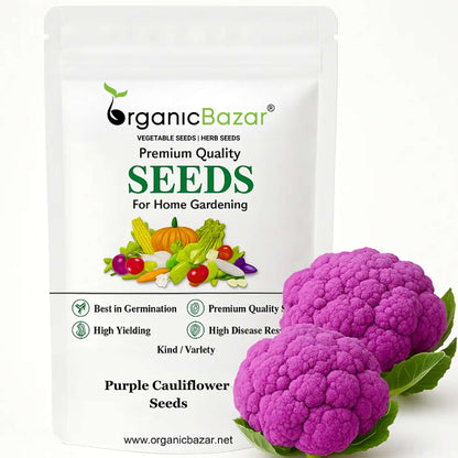 Purple Cauliflower (Bainganee Phool gobhi) Seeds - 40 Seeds (बैंगनी फूल गोभी) High Germination /Easy to Grow/Ideal for Terrace/Kitchen Gardening