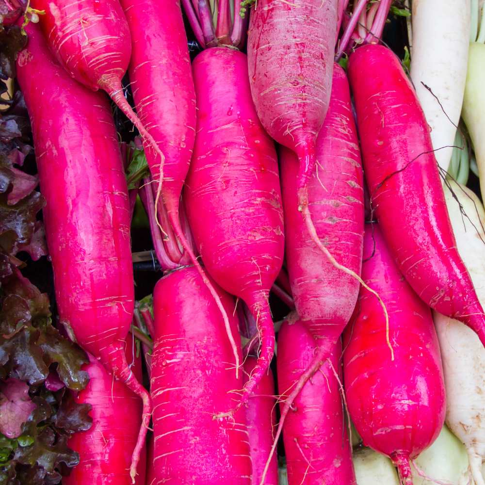 Buy Best Quality Radish Chinese Pink Seeds Online - Organicbazar