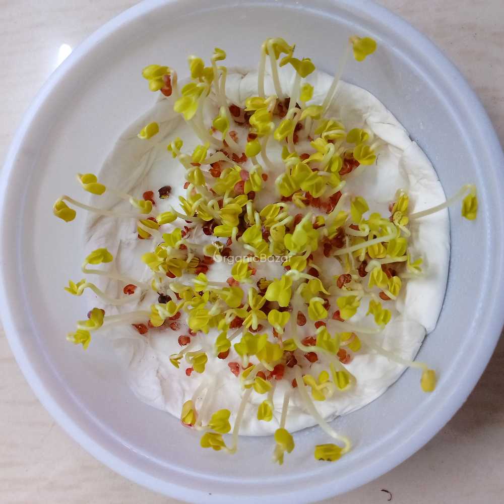 Radish Long Red Seeds (250 Seeds)