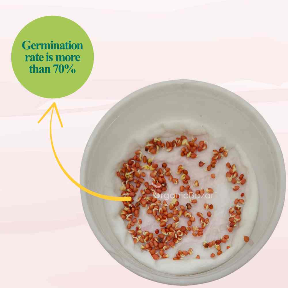 Radish Long Red Seeds (250 Seeds)