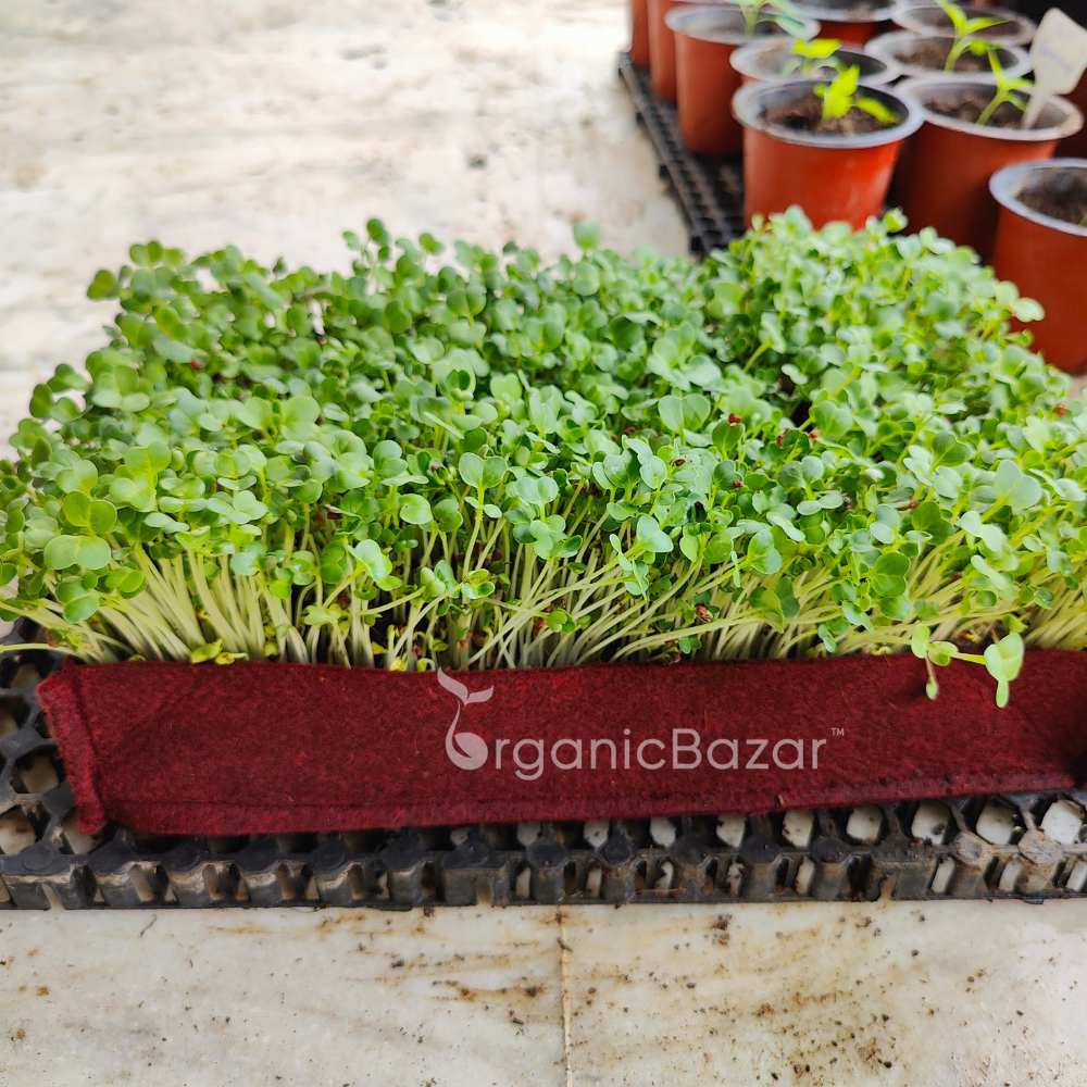 Radish Microgreens Seeds - 50g (Mooli/मूली के बीज)