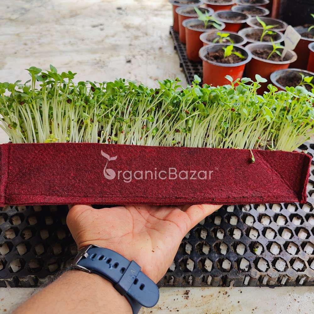 Radish Microgreens Seeds - 50g (Mooli/मूली के बीज)