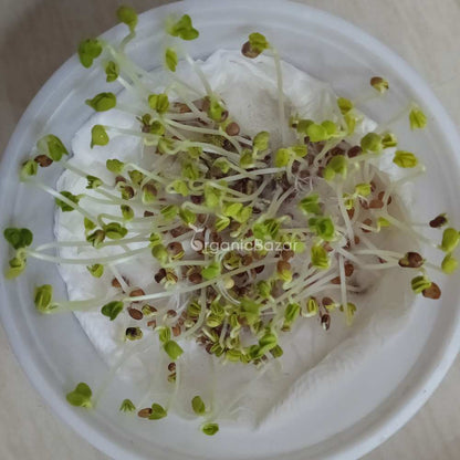 Radish Pusa Chetki Seeds - 250 Seeds (Mooli/मूली के बीज)