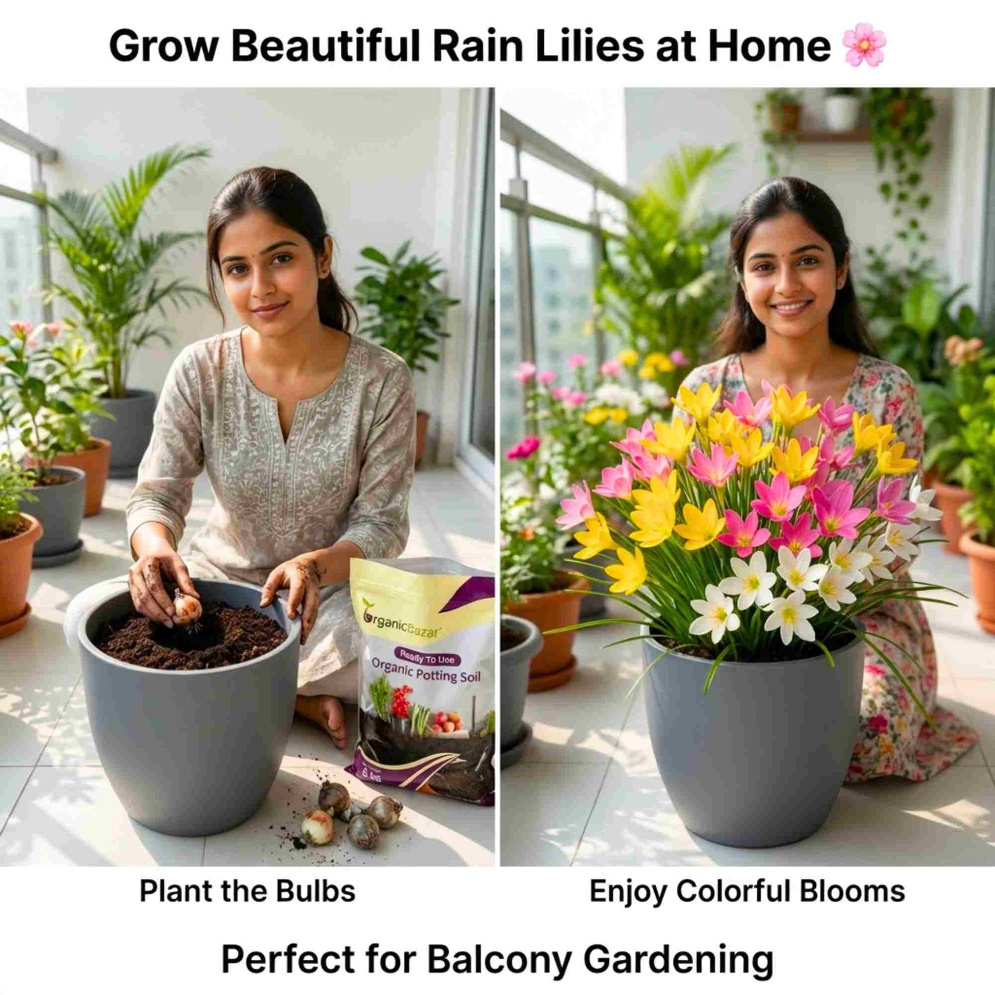 Rain Lily Flower Bulbs Mixed Color (10 Bulbs) Easy To grow Flower Bulbs For Terrace Gardening