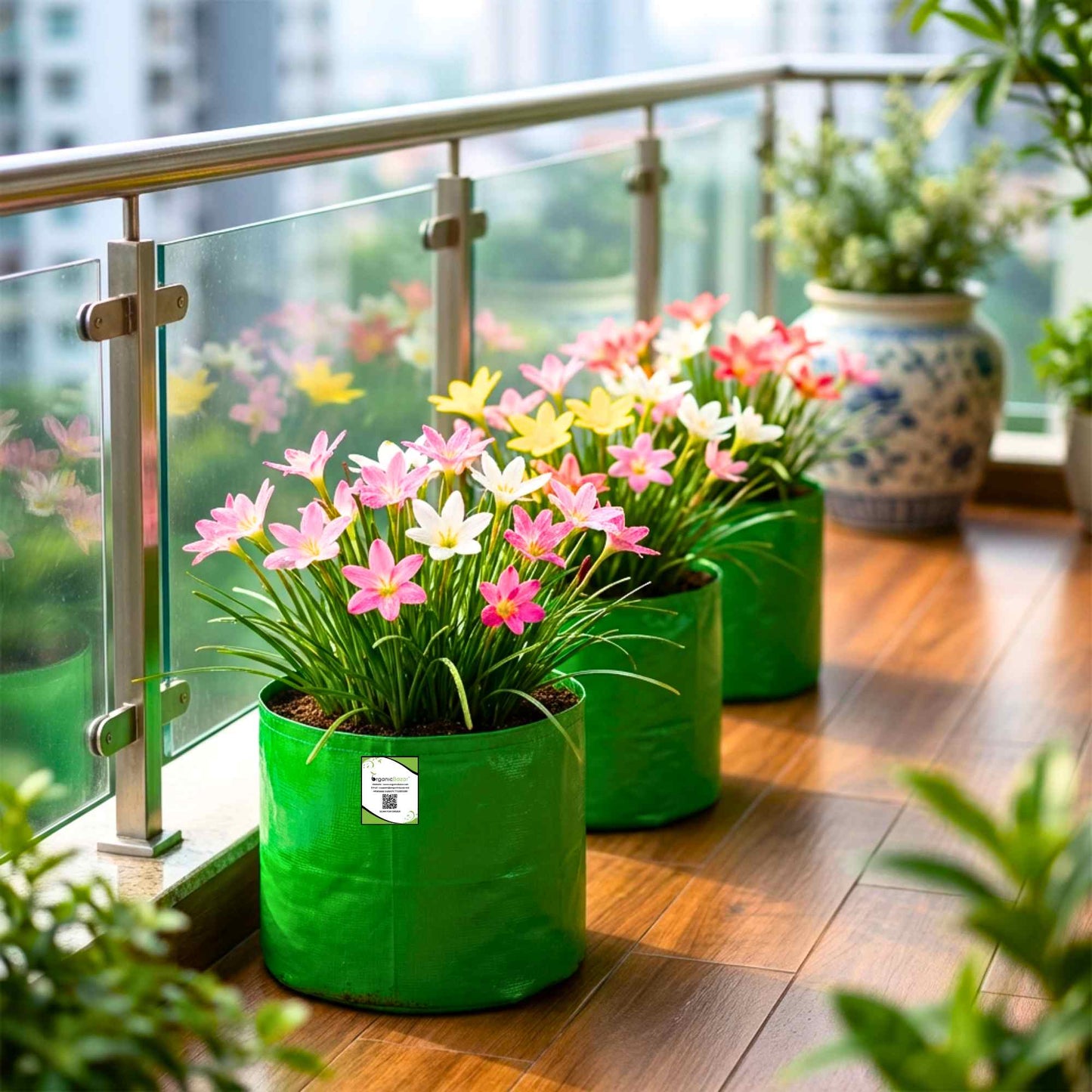 Rain Lily Flower Bulbs Mixed Color (10 Bulbs)