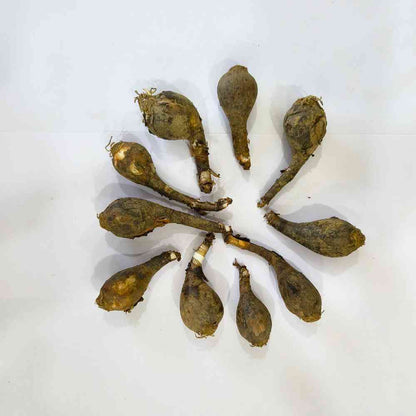 Rain Lily Pink Flower Bulbs (05N) Easy To grow Flower Bulbs For Terrace Gardening