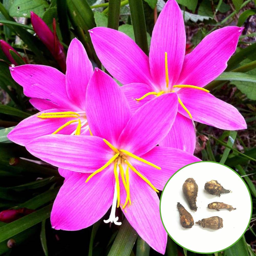 Buy Rain Lily Pink Flower Bulbs Seeds Online - Organic Bazar