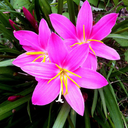Rain Lily Pink Flower Bulbs