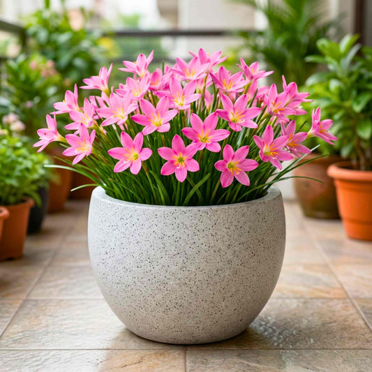 Rain Lily Rose Flower Bulbs (10 Bulbs)