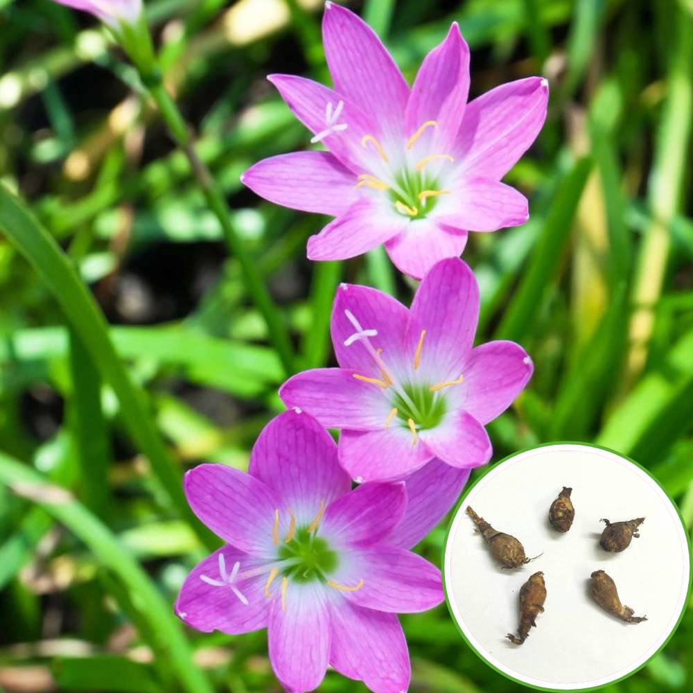 Buy Best Quality Rain Lily Rose Flower Bulbs Online - Organic Bazar