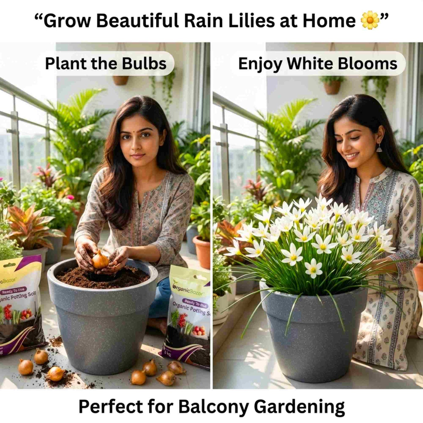Rain Lily White Flower Bulbs (10 Bulbs) Easy To grow Flower Bulbs For Terrace Gardening