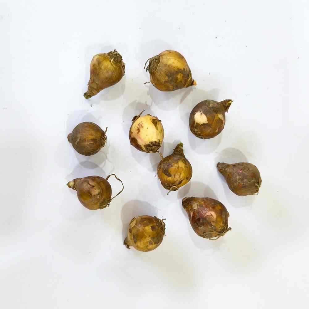 Rain Lily White Flower Bulbs (10 Bulbs) Easy To grow Flower Bulbs For Terrace Gardening