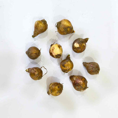 Rain Lily White Flower Bulbs (10 Bulbs) Easy To grow Flower Bulbs For Terrace Gardening