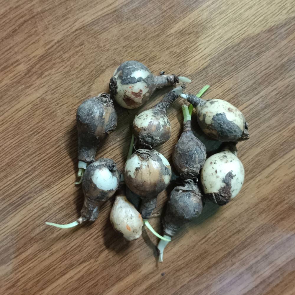 Rain Lily White Flower Bulbs (10 Bulbs)