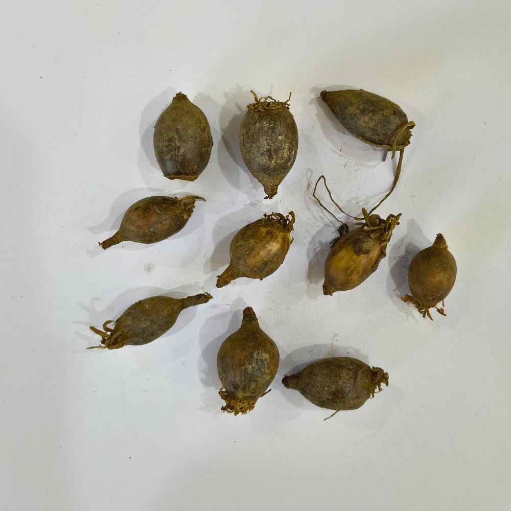 Rain Lily Yellow Flower Bulbs (10 Bulbs) Easy To grow Flower Bulbs For Terrace Gardening