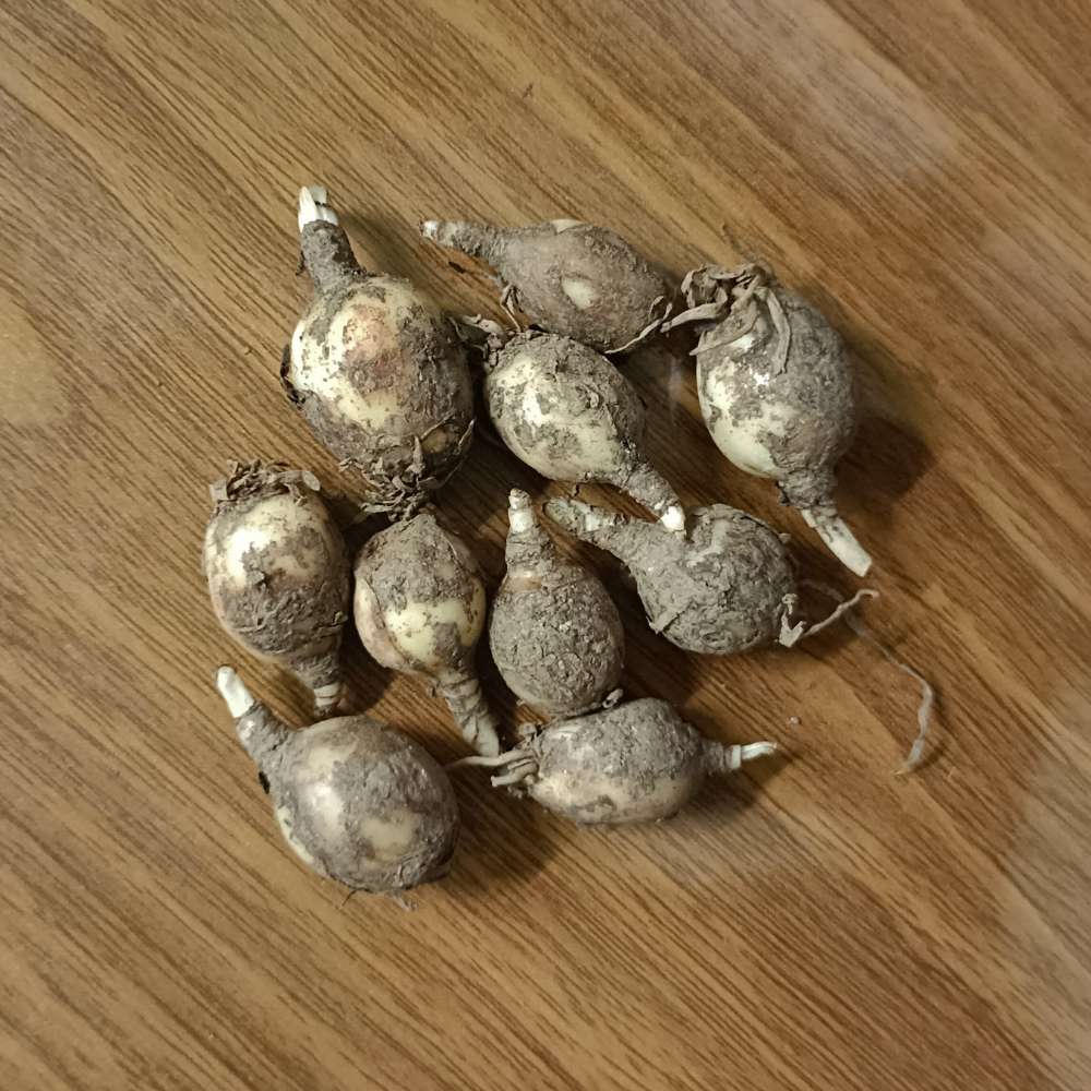 Rain Lily Yellow Flower Bulbs (10 Bulbs)