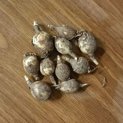 Rain Lily Yellow Flower Bulbs (10 Bulbs)