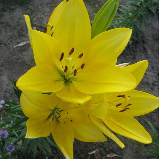 Rain Lily Yellow Flower Bulbs
