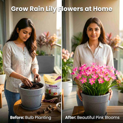 Rain Lily Pink Flower Bulbs (10N) Easy To grow Flower Bulbs For Terrace Gardening