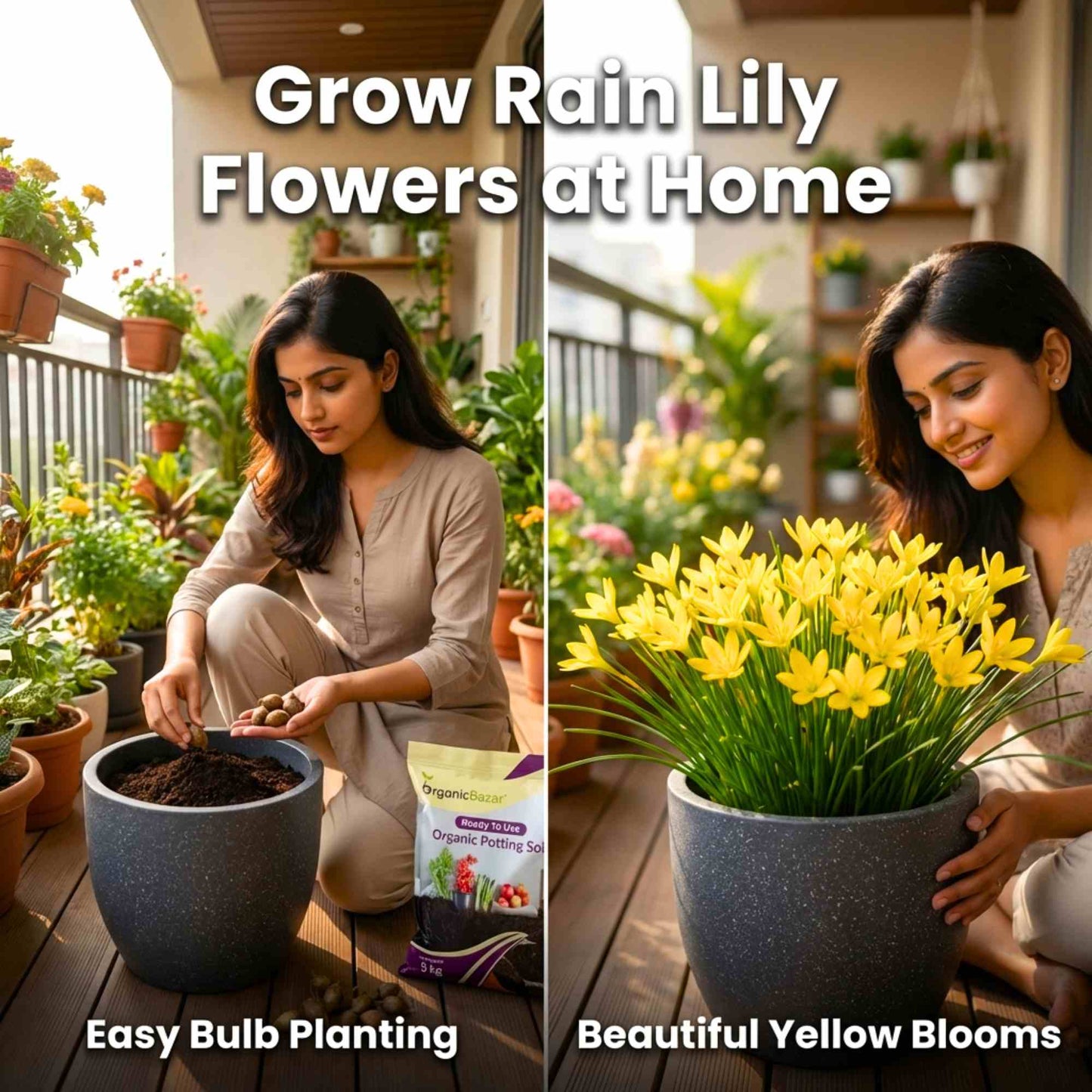 Rain Lily Yellow Flower Bulbs (10 Bulbs) Easy To grow Flower Bulbs For Terrace Gardening