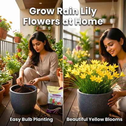 Rain Lily Yellow Flower Bulbs (10 Bulbs) Easy To grow Flower Bulbs For Terrace Gardening