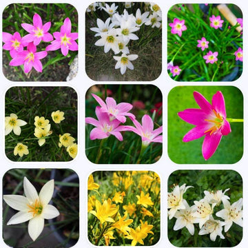 Rain Lily Flower Bulbs Mixed Color (10 Bulbs)