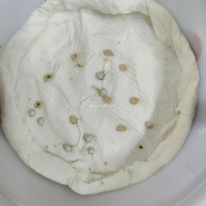 Ranunculus Seeds Mix Color (10 Seeds)