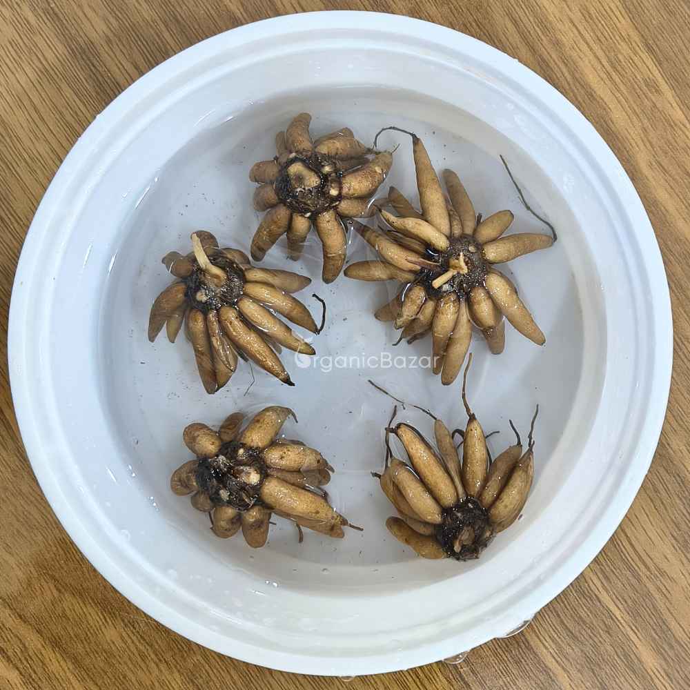 Ranunculus Yellow Flower Bulbs (05 Bulbs)