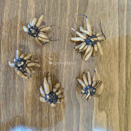 Ranunculus Purple Flower Bulbs (05 Bulbs)