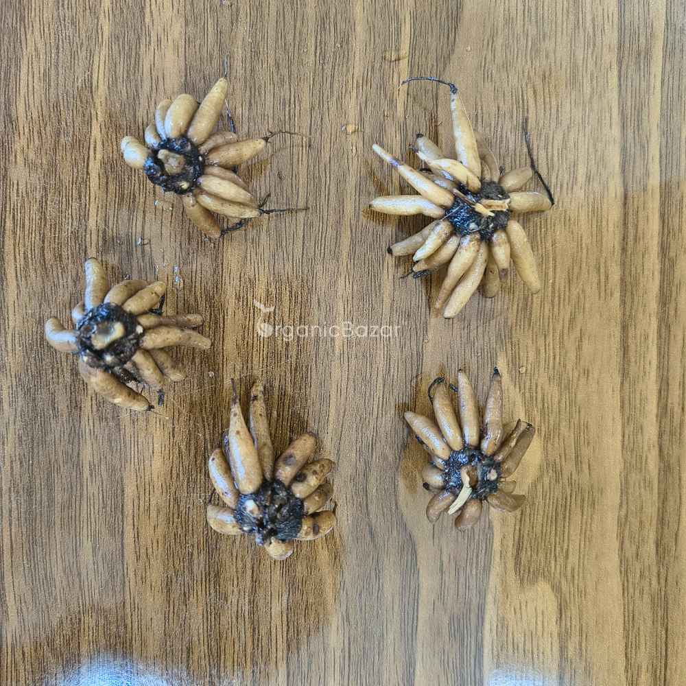 Ranunculus Yellow Flower Bulbs (05 Bulbs)