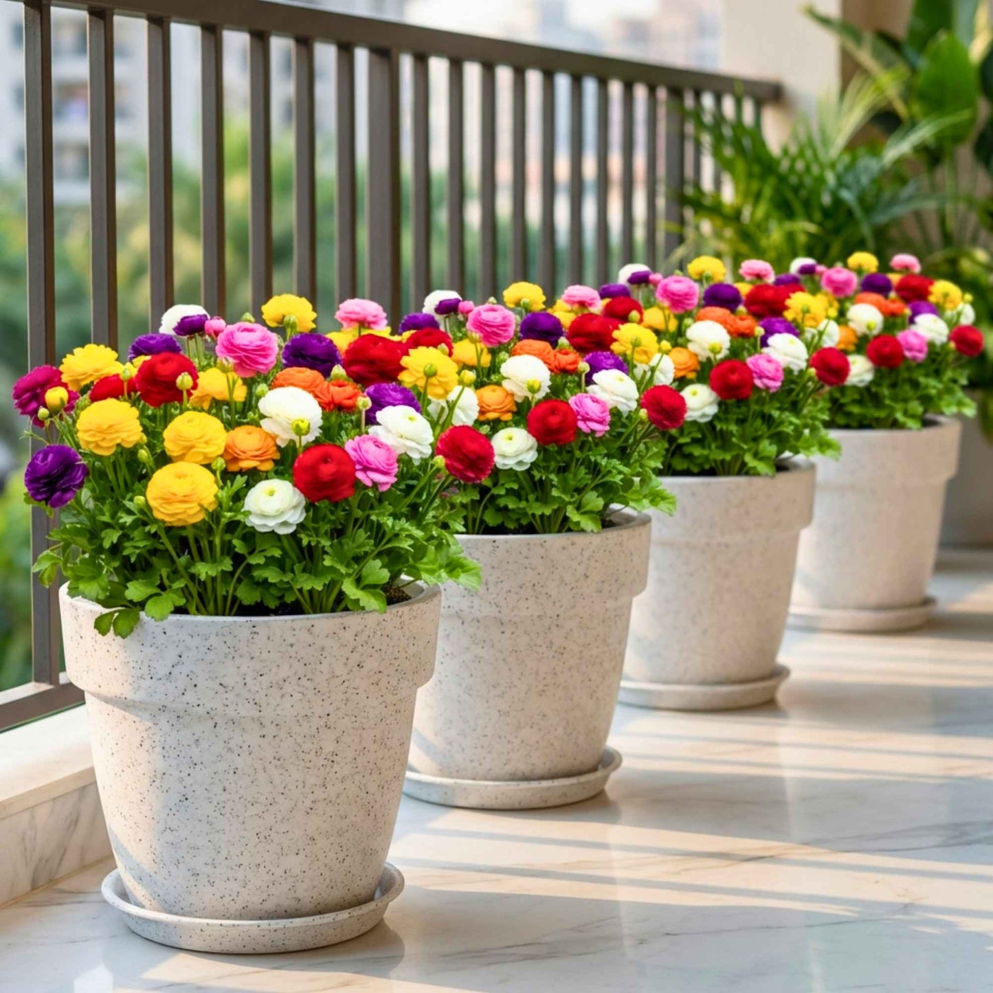 Ranunculus Flower Bulbs Mixed Colors (5N)